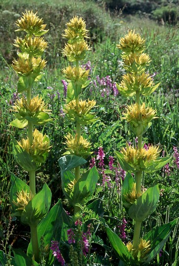 Gentiana lutea