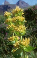 Gentiana lutea