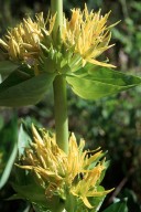 Gentiana lutea