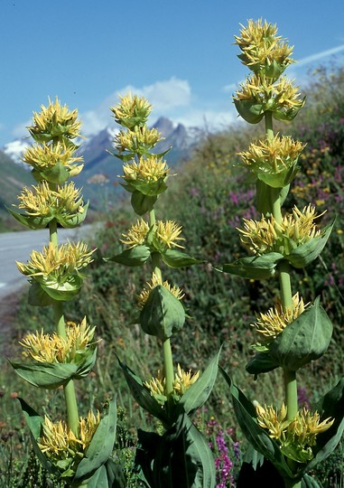 Gentiana lutea