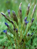 Gentiana nivalis