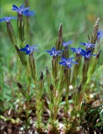 Gentiana nivalis