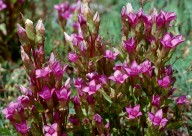 Gentianella campestris