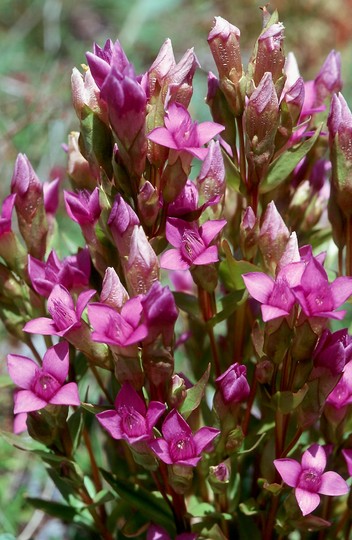 Gentianella campestris