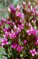Gentianella campestris