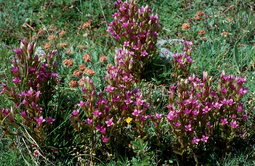 Gentianella campestris