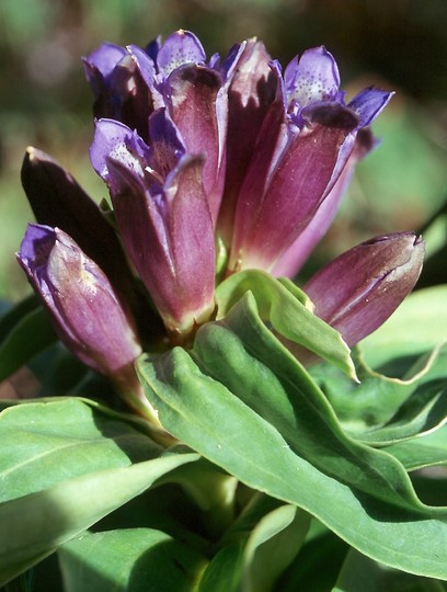 Gentiana cruciata