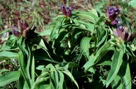 Gentiana cruciata