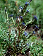 Gentiana nivalis