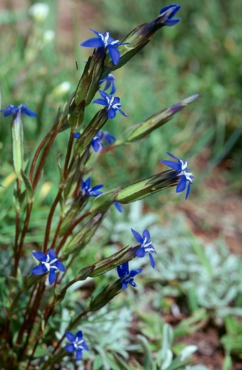 Gentiana nivalis