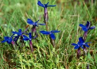 Gentiana bavarica