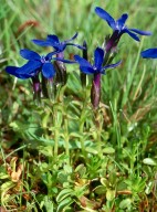 Gentiana bavarica