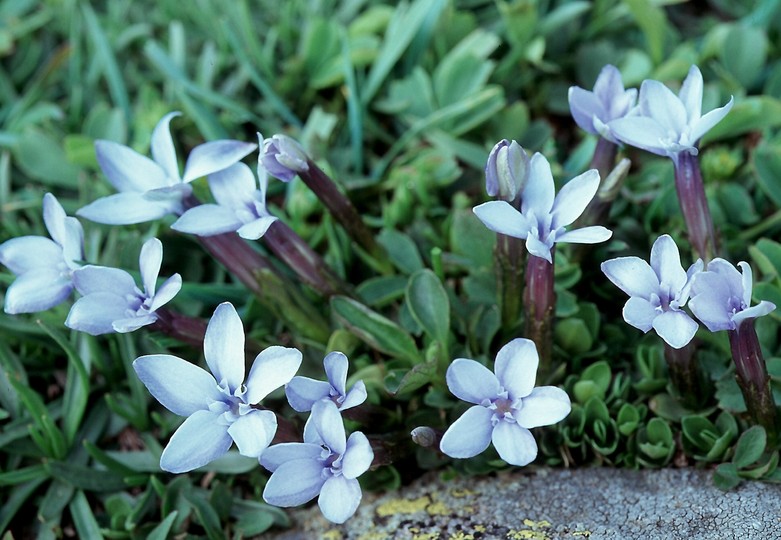 Gentiana verna