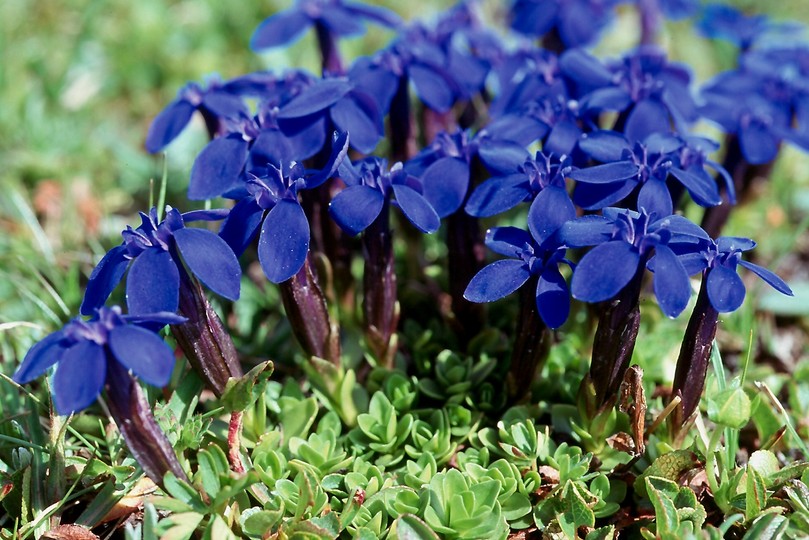 Gentiana verna