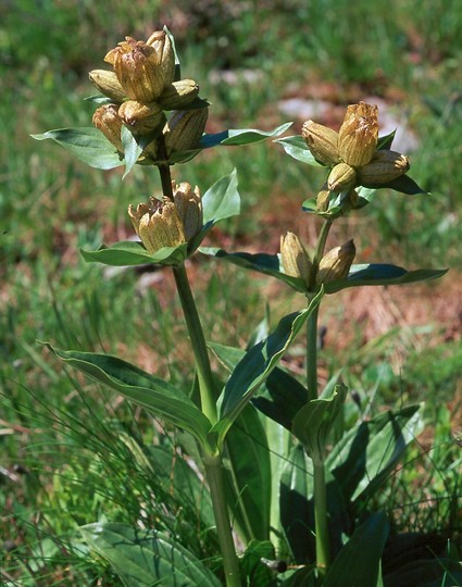 Gentiana punctata