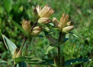 Gentiana punctata