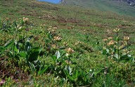 Gentiana punctata