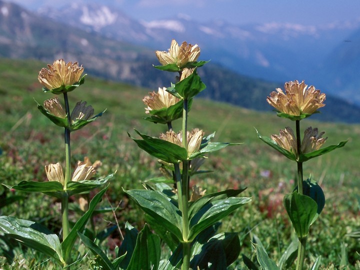 Gentiana punctata