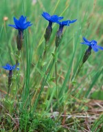 Gentiana bavarica