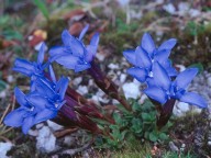 Gentiana terglouensis