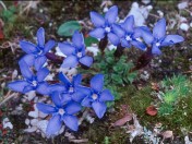 Gentiana terglouensis