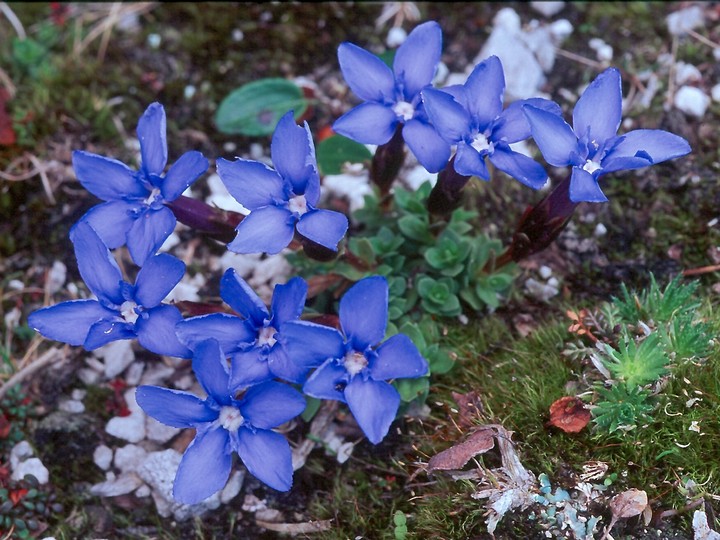 Gentiana terglouensis