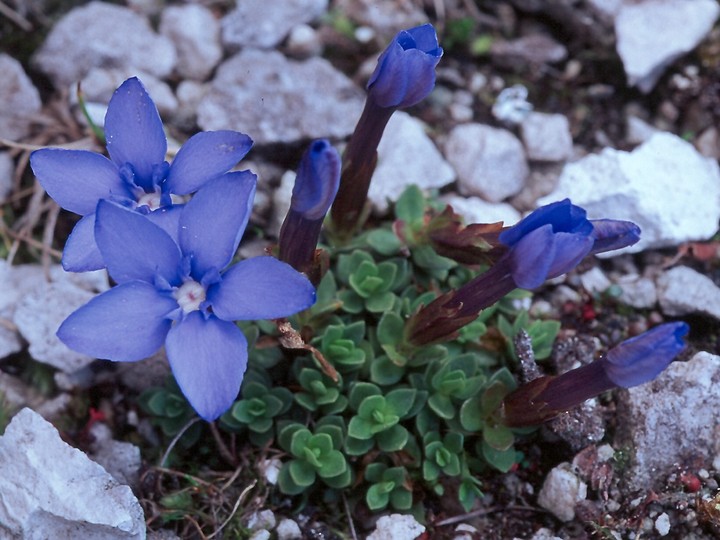 Gentiana terglouensis