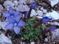 Gentiana terglouensis