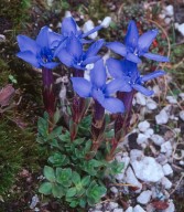 Gentiana terglouensis