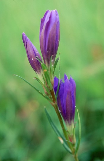 Gentiana pneumonanthe