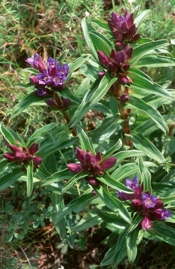 Gentiana cruciata