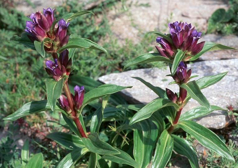 Gentiana cruciata