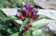 Gentiana cruciata