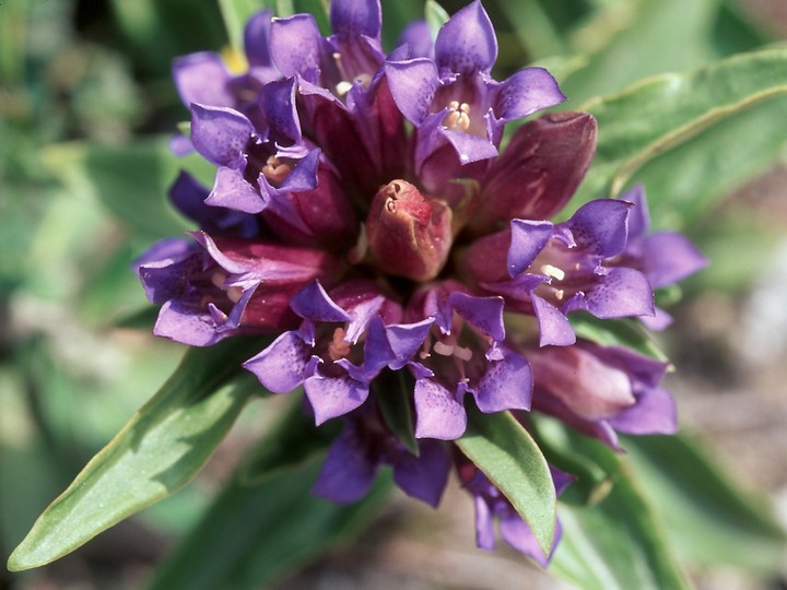 Gentiana cruciata