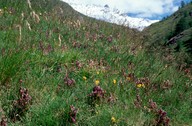 Gentianella campestris