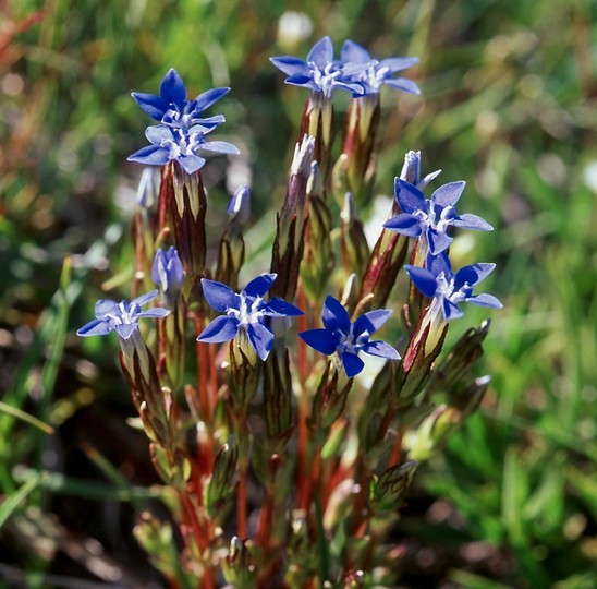 Gentiana nivalis