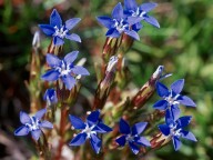 Gentiana nivalis