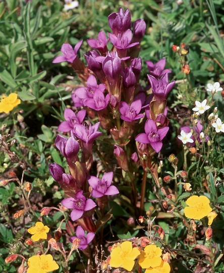 Gentianella campestris