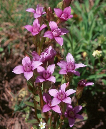 Gentianella campestris