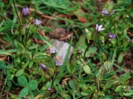 Gentianella tenella