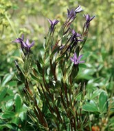 Gentiana nivalis