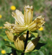 Gentiana punctata