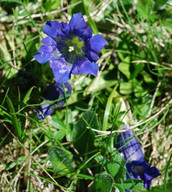 Gentiana kochiana