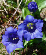 Gentiana kochiana