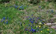 Gentiana verna