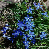 Gentiana verna