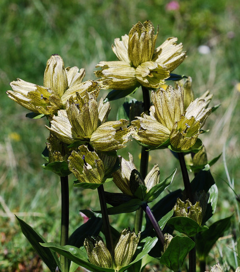 Gentiana punctata