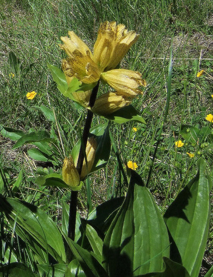 Gentiana punctata