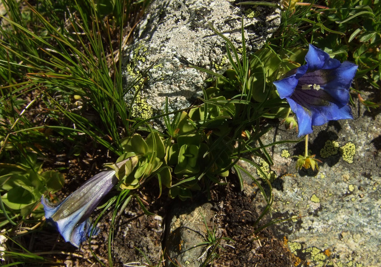 Gentiana alpina