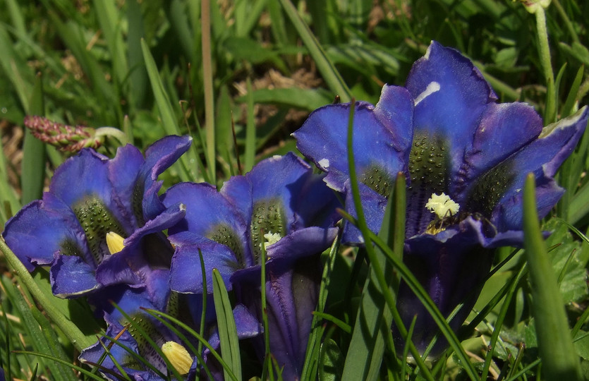 Gentiana kochiana